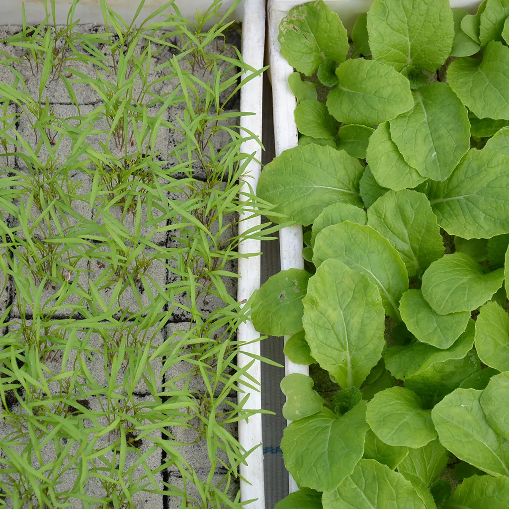 Jungpflanzen von oben