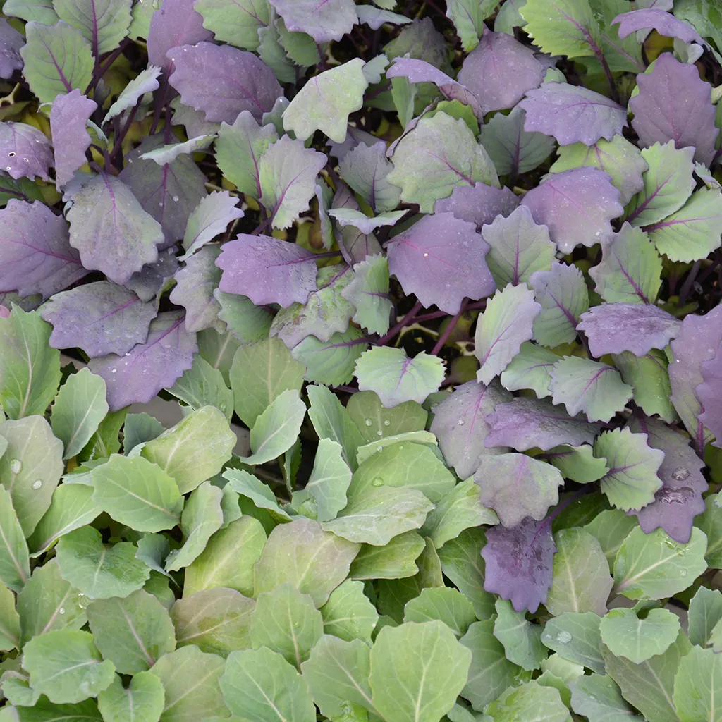 Blätter von Jungpflanzen