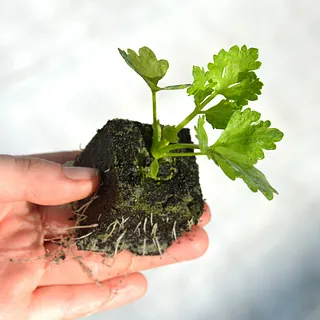 Jungpflanzen in Kisten