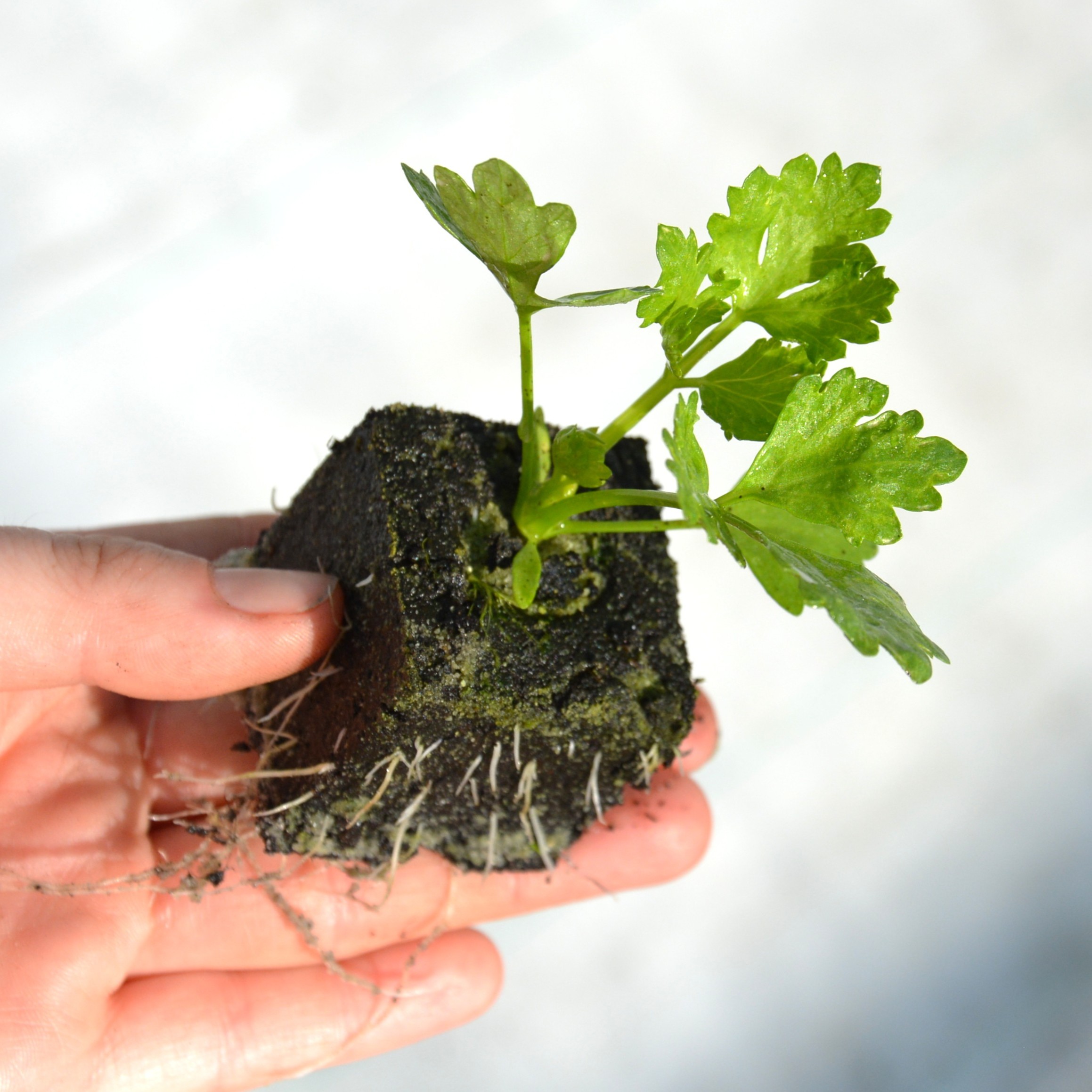 Jungpflanzen in Kisten