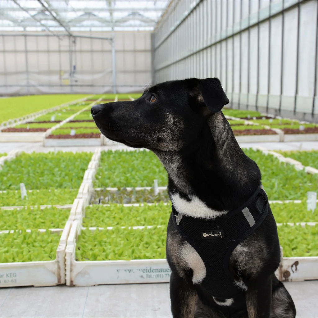 Hund vor Gemüsejungpflanzen